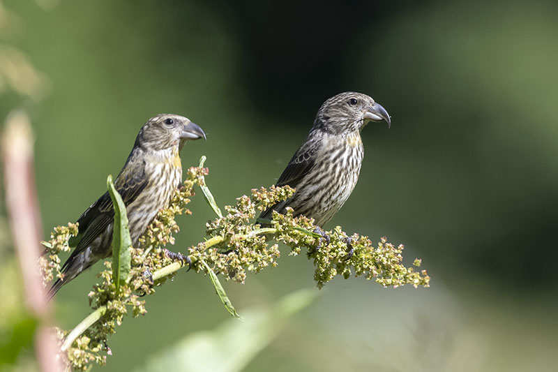 Crociere - Loxia curvirostra